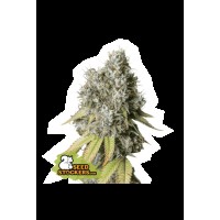 Seed Stocker - Bruce Banner Auto (Autoflowering)