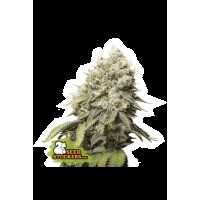 Seed Stocker - Bruce Banner Fem (Feminizált)
