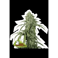 Seed Stocker - CBD 1:1 Silver Lime Haze Auto (CBD & CBG mag)