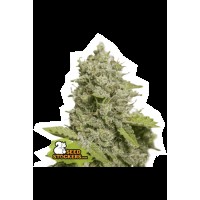 Seed Stocker - CBD Critical XXL Auto (CBD & CBG mag)