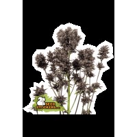Seed Stocker - CBD Purple Punch Auto (CBD & CBG)