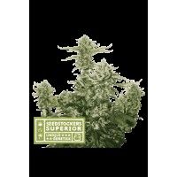 Seed Stocker - Candy Dawg Auto (Autoflowering)