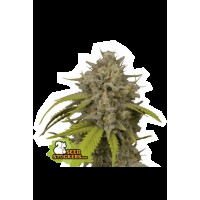 Seed Stocker - Cookies Fast Fem (Feminizált)