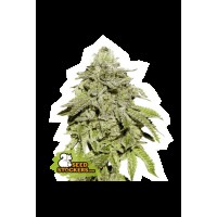 Seed Stocker - Cookies and Cream Fem (Feminizált)