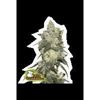 Seed Stocker - Girl Scout Cookies Fem (Feminizált)