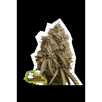 Seed Stocker - Gorilla Cookies Fem (Feminizált)