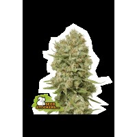 Seed Stocker - Green Crack Fem (Feminizált)