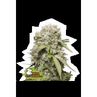 Seed Stocker - Jack Herer Auto (Autoflowering)