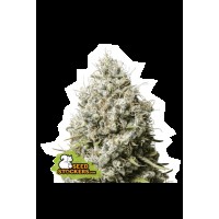 Seed Stocker - Jack Herer Fem (Feminizált)