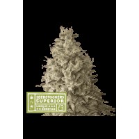 Seed Stocker - Mack & Crack Auto (Autoflowering)