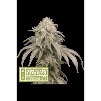 Seed Stocker - Mandarin Panties Auto (Autoflowering)