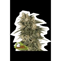 Seed Stocker - Northern Lights Auto (Autoflowering)