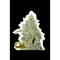 Seed Stocker - Northern Lights Fem (Feminizált)