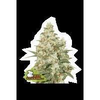 Seed Stocker - O.G Kush Auto (Autoflowering)