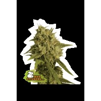 Seed Stocker - O.G Kush Fem (Feminizált)