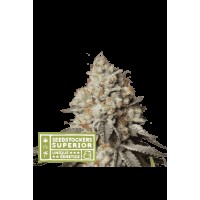 Seed Stocker - Panty Punch® Auto (Autoflowering)