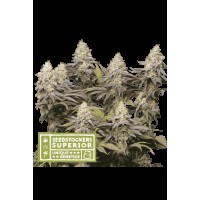 Seed Stocker - Panty Punch® Fem (Feminizált)