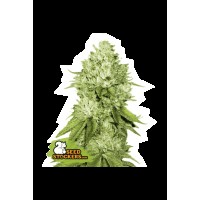 Seed Stocker - Pineapple Fem (Feminizált)