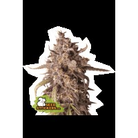 Seed Stocker - Purple Punch Auto (Autoflowering)