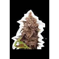 Seed Stocker - Purple Punch Fem (Feminizált)