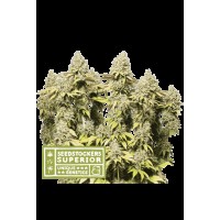Seed Stocker - Rucu Cucu OG Auto (Autoflowering)
