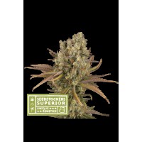 Seed Stocker - Santa Marta Haze Auto (Autoflowering)