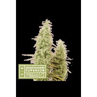 Seed Stocker - Santa Marta Haze Fem (Feminizált)