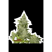 Seed Stocker - Sherbet Auto (Autoflowering)