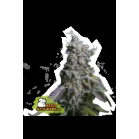 Seed Stocker - Sour Diesel Auto (Autoflowering)