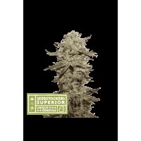 Seed Stocker - Sticky Fingers Auto (Autoflowering)