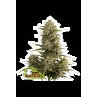 Seed Stocker - Super Skunk Auto (Autoflowering)