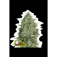 Seed Stocker - Super Skunk Fem (Feminizált)