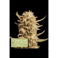 Seed Stocker - Thunder Banana® Auto (Autoflowering)