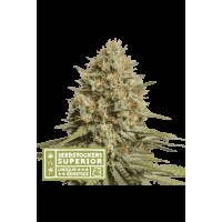 Seed Stocker - Triton Biscotto Lime Auto (Autoflowering)