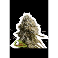 Seed Stocker - Wedding Glue Auto (Autoflowering)