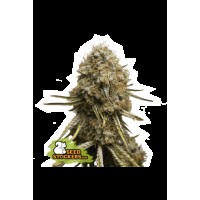 Seed Stocker - Wedding Glue Fem (Feminizált)