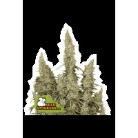 Seed Stocker - White Widow Auto (Autoflowering)