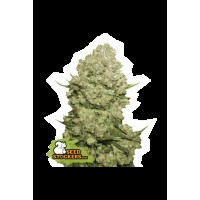Seed Stocker - White Widow Fem (Feminizált)