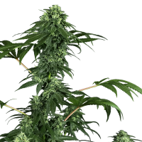 Sensi Seeds - 420 Punch (Feminizált)
