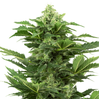 Sensi Seeds - Afghan Pearl CBD (Autoflowering)