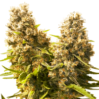 Sensi Seeds - Banana Kush Cake (Autoflowering)