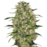 Sensi Seeds - Black Domina (Regular)