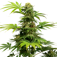 Sensi Seeds - Black Harlequin (Feminizált)