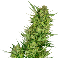 Sensi Seeds - Buttercream Gelato (Feminizált)