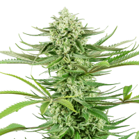 Sensi Seeds - Cashew Kush (Feminizált)