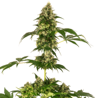 Sensi Seeds - Cobalt Haze (Feminizált)