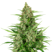Sensi Seeds - Double Kush Cake (Autoflowering)