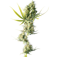 Sensi Seeds - Durban (Feminizált)