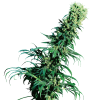 Sensi Seeds - Early Pearl (Regular)