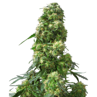 Sensi Seeds - Early Skunk (Feminizált)
